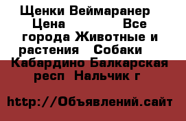 Щенки Веймаранер › Цена ­ 40 000 - Все города Животные и растения » Собаки   . Кабардино-Балкарская респ.,Нальчик г.